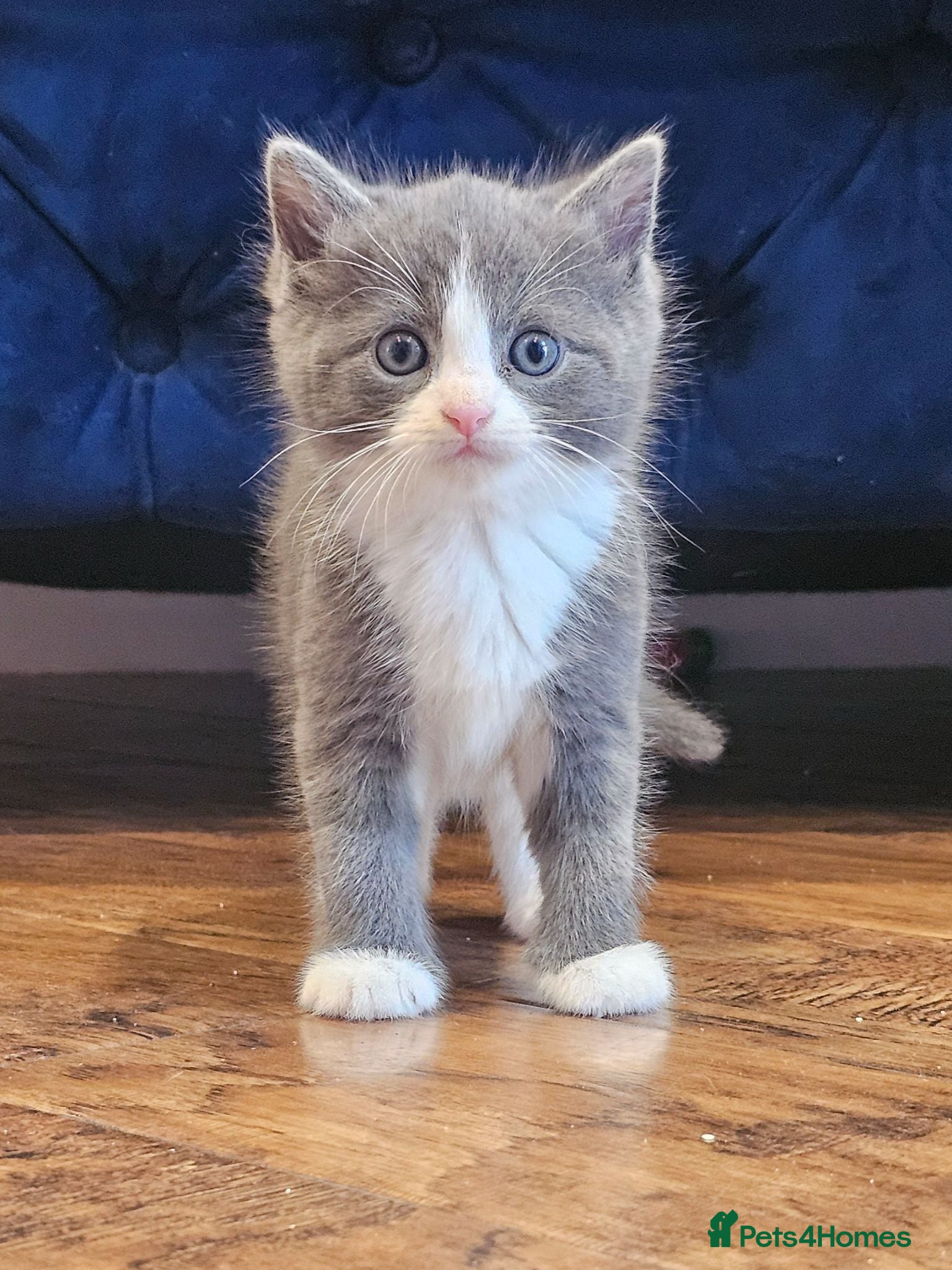 Ragdoll cats Beautiful Home-Reared Ragdoll Cross Kittens - Advert 1