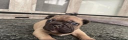 French Bulldog dogs for sale: French Bulldog Puppies PET PRICED  - Advert 17