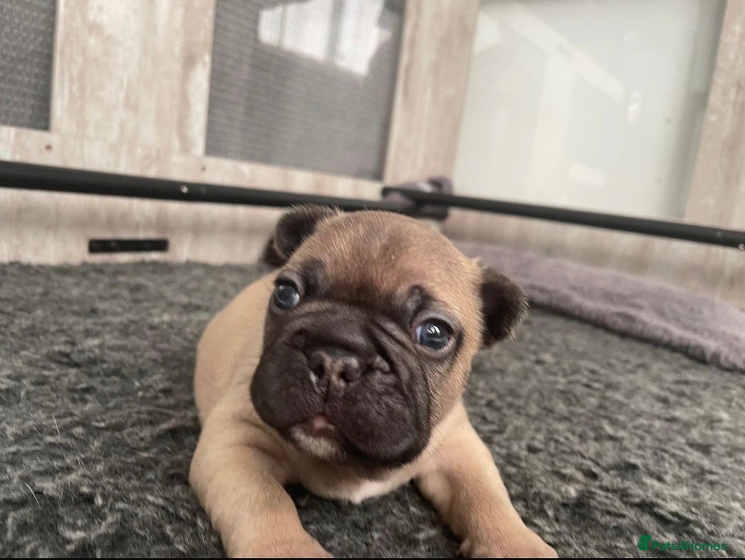 French Bulldog dogs for sale: French Bulldog Puppies PET PRICED  - Advert 17