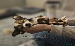 Chinese Crested dogs for sale: Last powder puff boy available  - Image 24