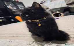 Mixed Breed cats for sale: Adorable fluffy kittens looking for a new home. - Image 7