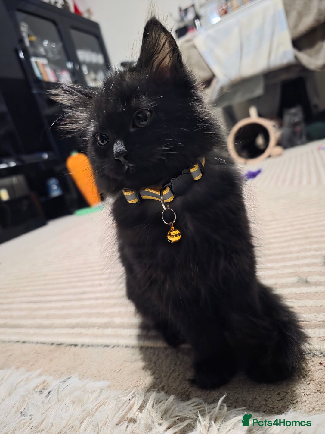 Mixed Breed cats for sale: Adorable fluffy kittens looking for a new home. - Image 7