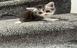 American Shorthair cats for sale: 4 male american shorthairs - Image 3