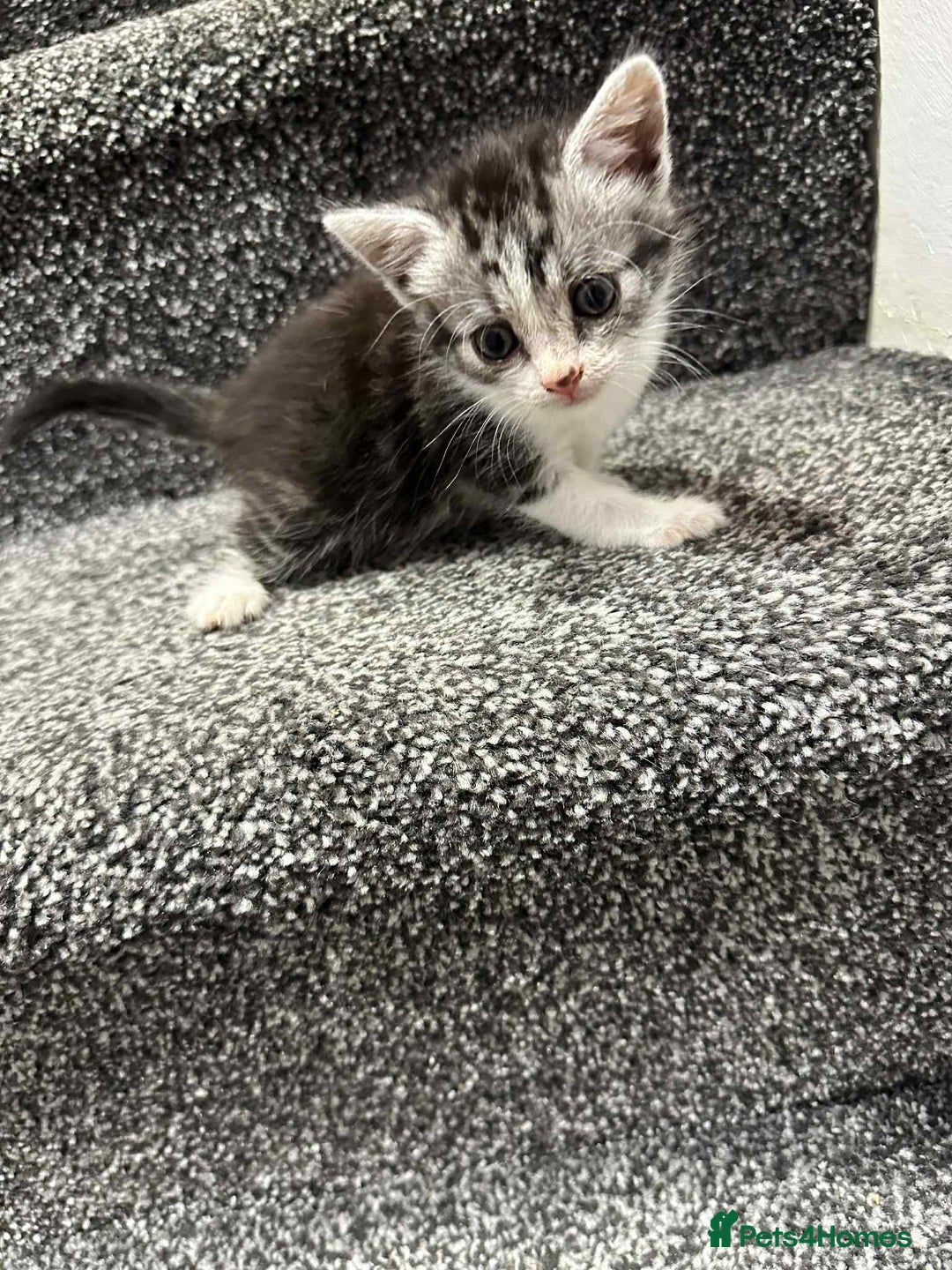 American Shorthair cats for sale: 4 male american shorthairs - Image 3