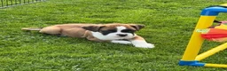 Boxer dogs for sale: Beautiful Boxer Puppies-2 Boys & 1 Girl in Reading - Advert 5