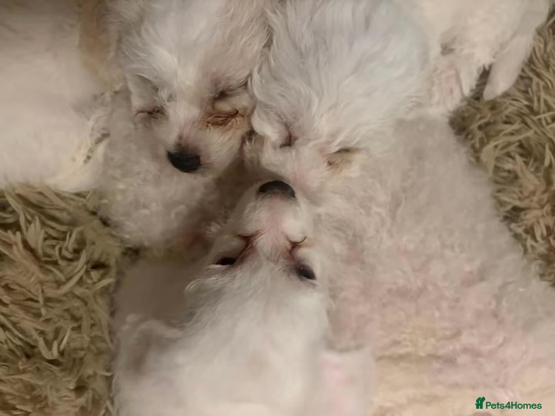 Bichon Frise dogs  Bichon Frisé Puppy – 2 Months Old – Ready Now! - Advert 14