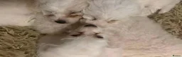 Bichon Frise dogs for sale:  Bichon Frisé Puppy – 2 Months Old – Ready Now! - Advert 1