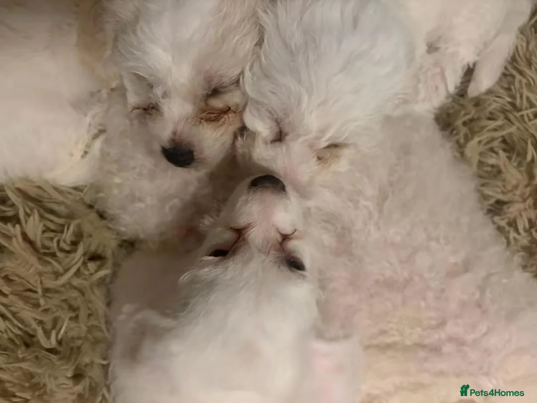 Bichon Frise dogs for sale:  Bichon Frisé Puppy – 2 Months Old – Ready Now! - Advert 1