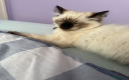 Ragdoll cats for sale: Ragdoll - Image 12