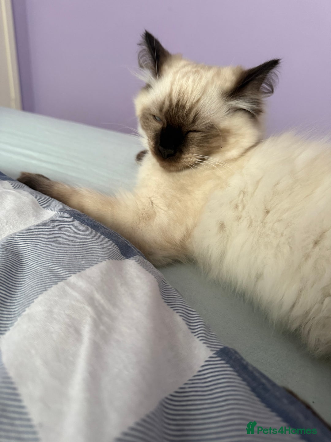 Ragdoll cats for sale: Ragdoll - Image 12