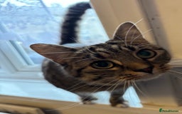 Mixed Breed cats for sale: 2 beautiful girls looking for new home - Image 4