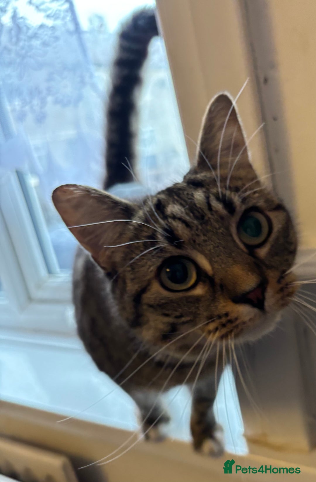 Mixed Breed cats for sale: 2 beautiful girls looking for new home - Image 4