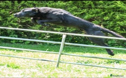 Labrador Retriever dogs for stud: PROVEN 5 GENERATION FTC KC BLACK LABRADOR in Thetford - Image 2