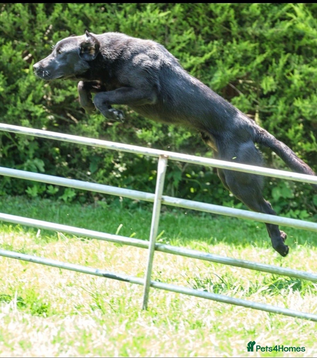 Labrador Retriever dogs for stud: PROVEN 5 GENERATION FTC KC BLACK LABRADOR in Thetford - Image 2