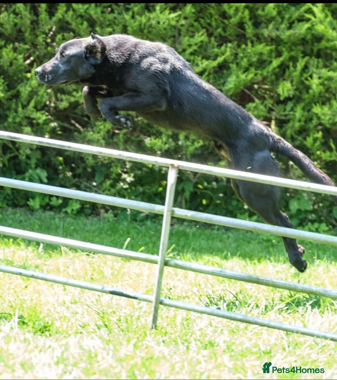 Labrador Retriever dogs for stud: PROVEN 5 GENERATION FTC KC BLACK LABRADOR in Thetford - Advert 2