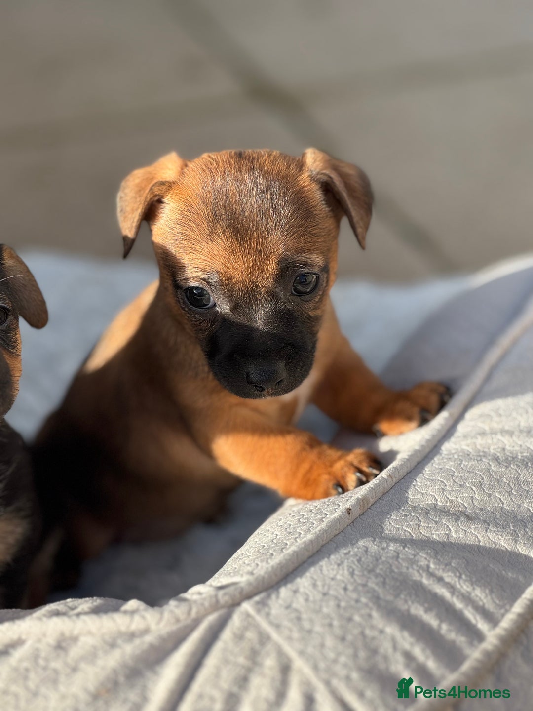 Jack Russell dogs for sale: Beautiful Jack Russell pups - Advert 5
