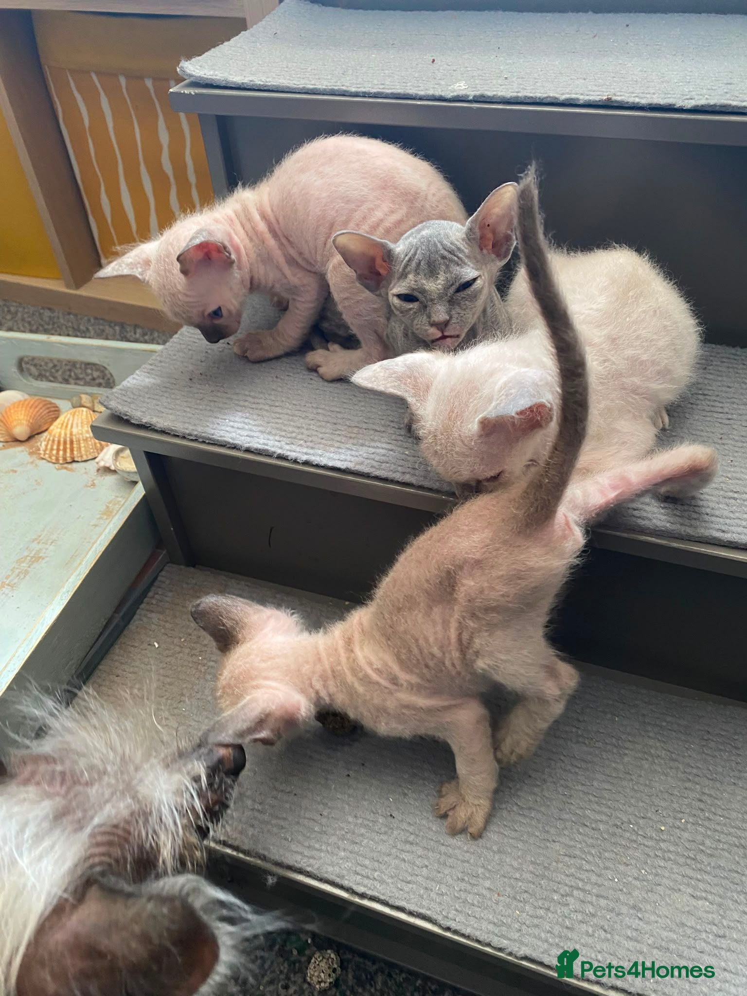 Sphynx cats Adorable Sphinx kittens  - Advert 13