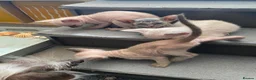 Sphynx cats for sale: Adorable Sphinx kittens  - Advert 1