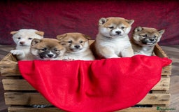 Japanese Shiba Inu dogs for sale: Beautiful KC Reg Japanese Shiba Inu Puppies - Image 1