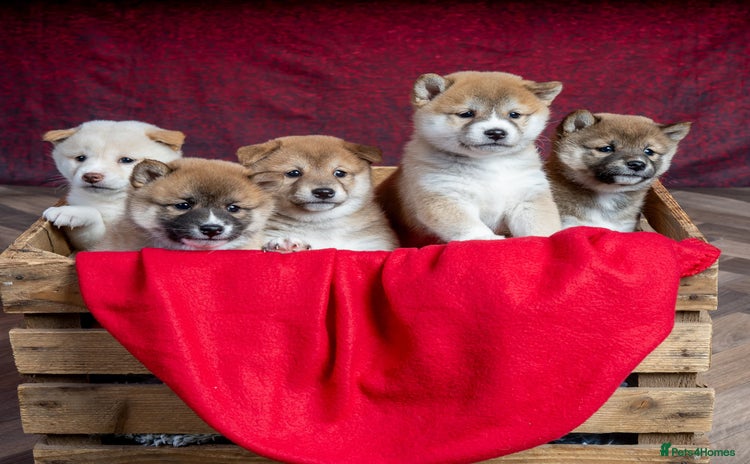 Japanese Shiba Inu dogs - Advert 1