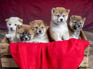 Japanese Shiba Inu dogs - Advert 6