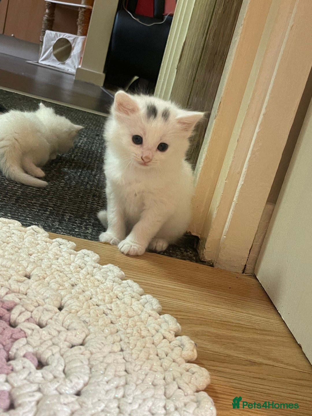 Turkish Angora cats for sale: Beautiful Fluffy Turkish angora  - girl - Image 13