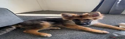 German Shepherd dogs for sale: KC Registered German Shepherd Puppy 20weeks in Broxburn - Advert 2