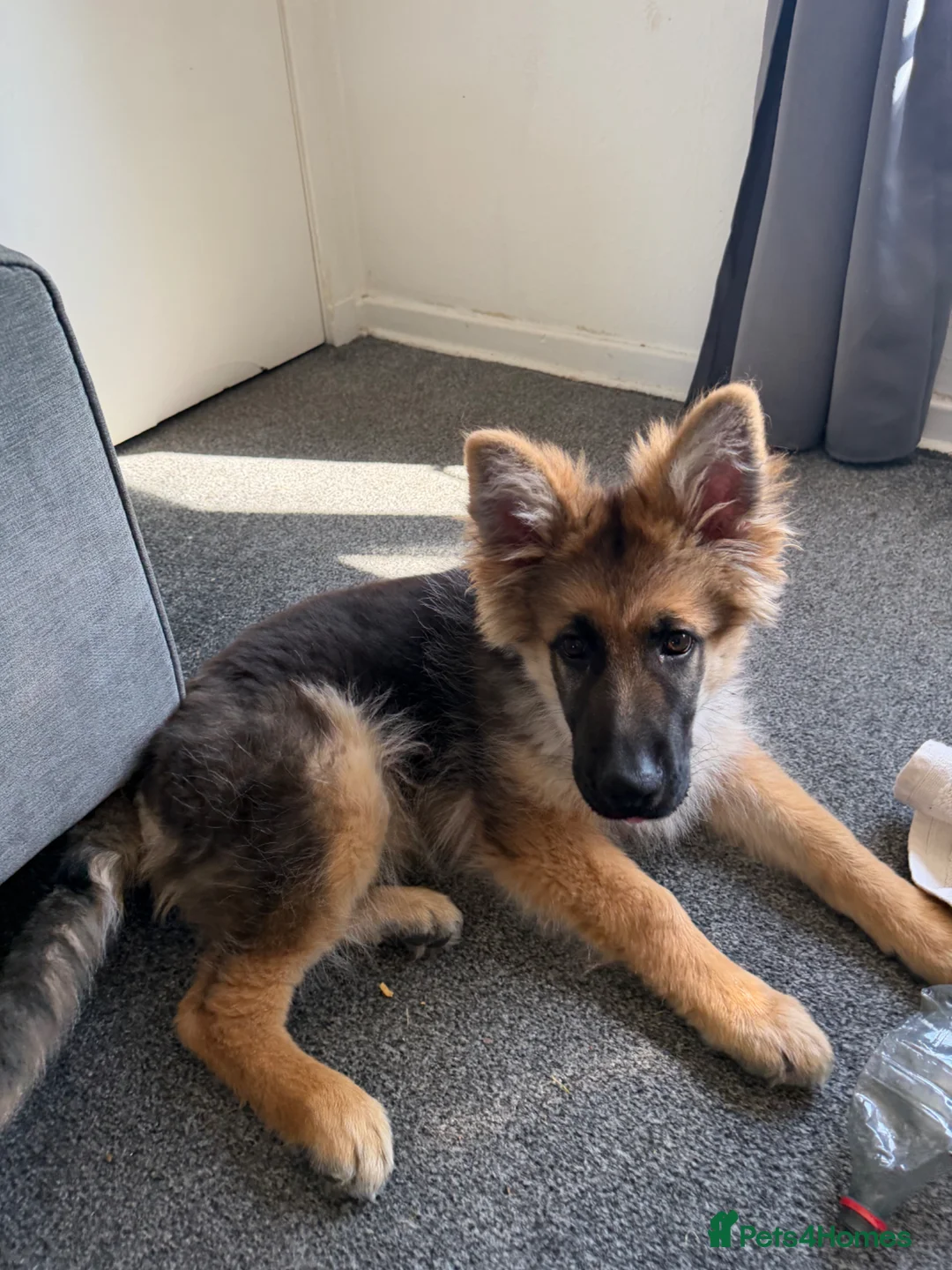 German Shepherd dogs for sale: KC Registered German Shepherd Puppy 20weeks in Broxburn - Advert 2