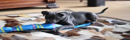 American Bull Staffy dogs for sale: American Staffordshire Terrier - Advert 28
