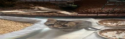 Mixed Breed cats for sale: Bengal kittens  in Huntingdon - Advert 15