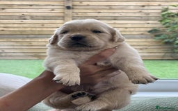 Golden Retriever dogs for sale: Golden Retriever Puppies. Health tested parents. - Image 7
