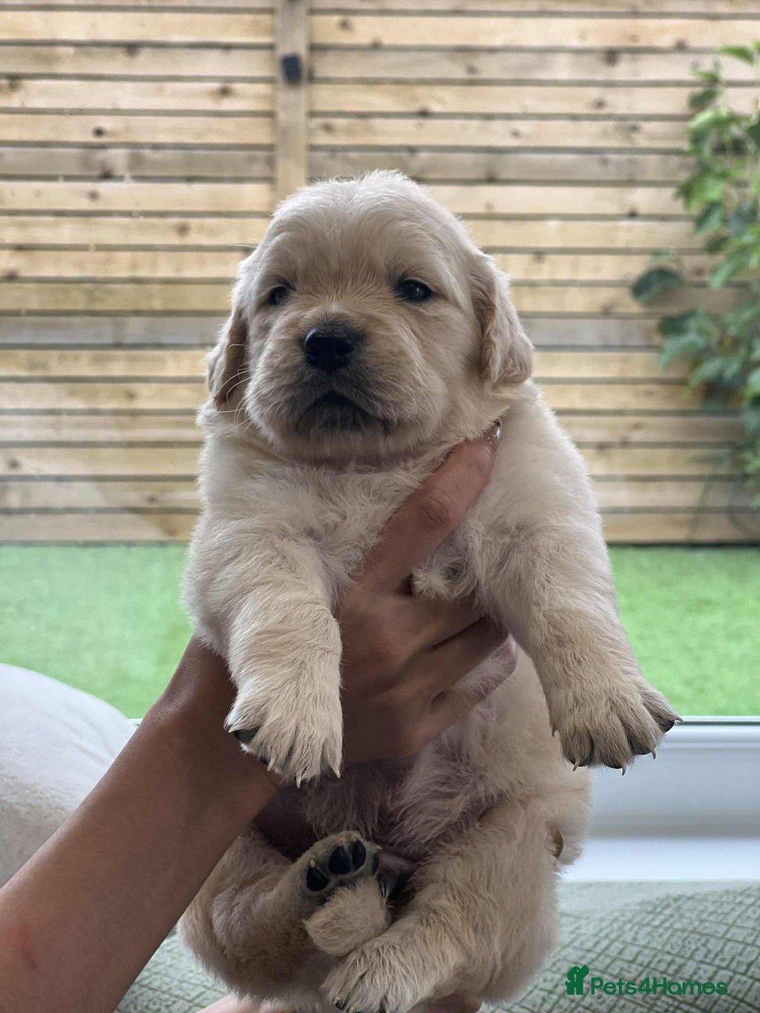 Golden Retriever dogs for sale: Golden Retriever Puppies. Health tested parents. - Image 7