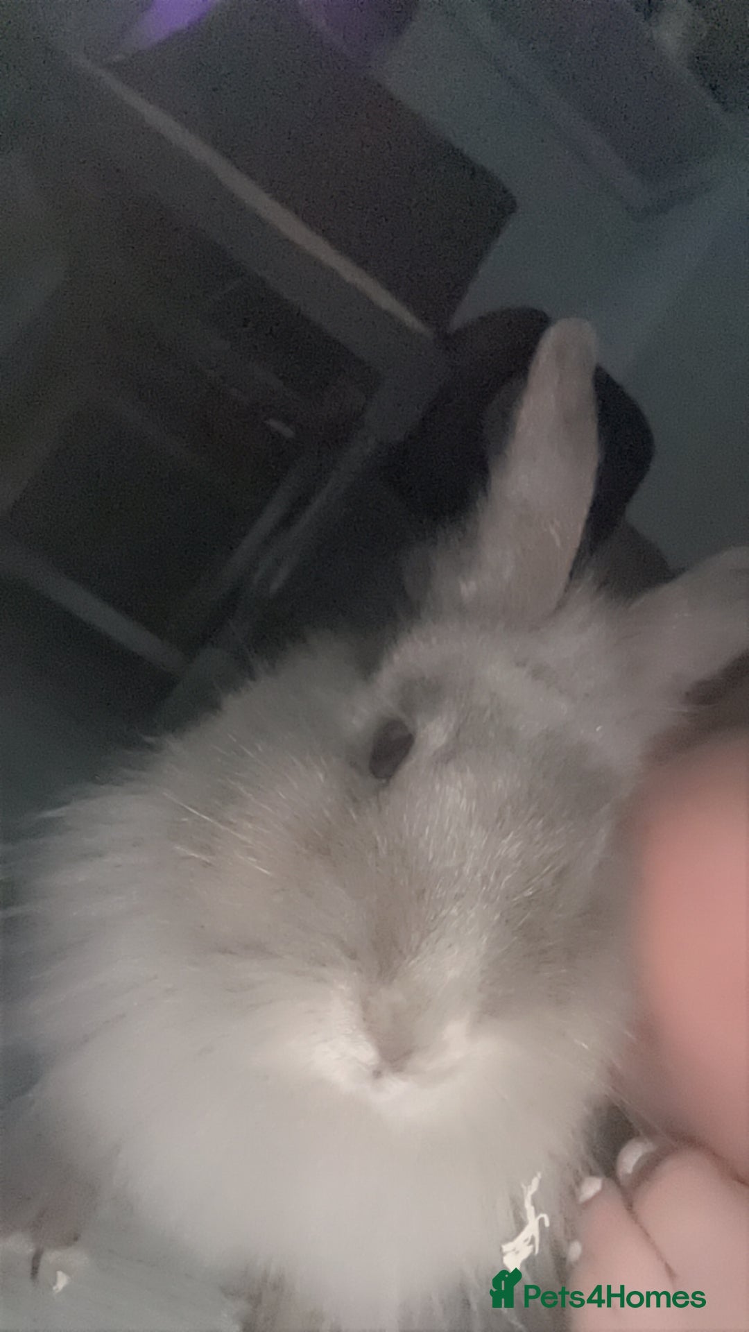 English rabbits for sale: Rabbit for sale  - Image 6