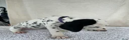 Dalmatian dogs for sale: Dalmatian Puppies  - Advert 3