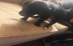 Mixed Breed dogs for sale: Whippet cross lurcher poodle puppies  - Advert 6