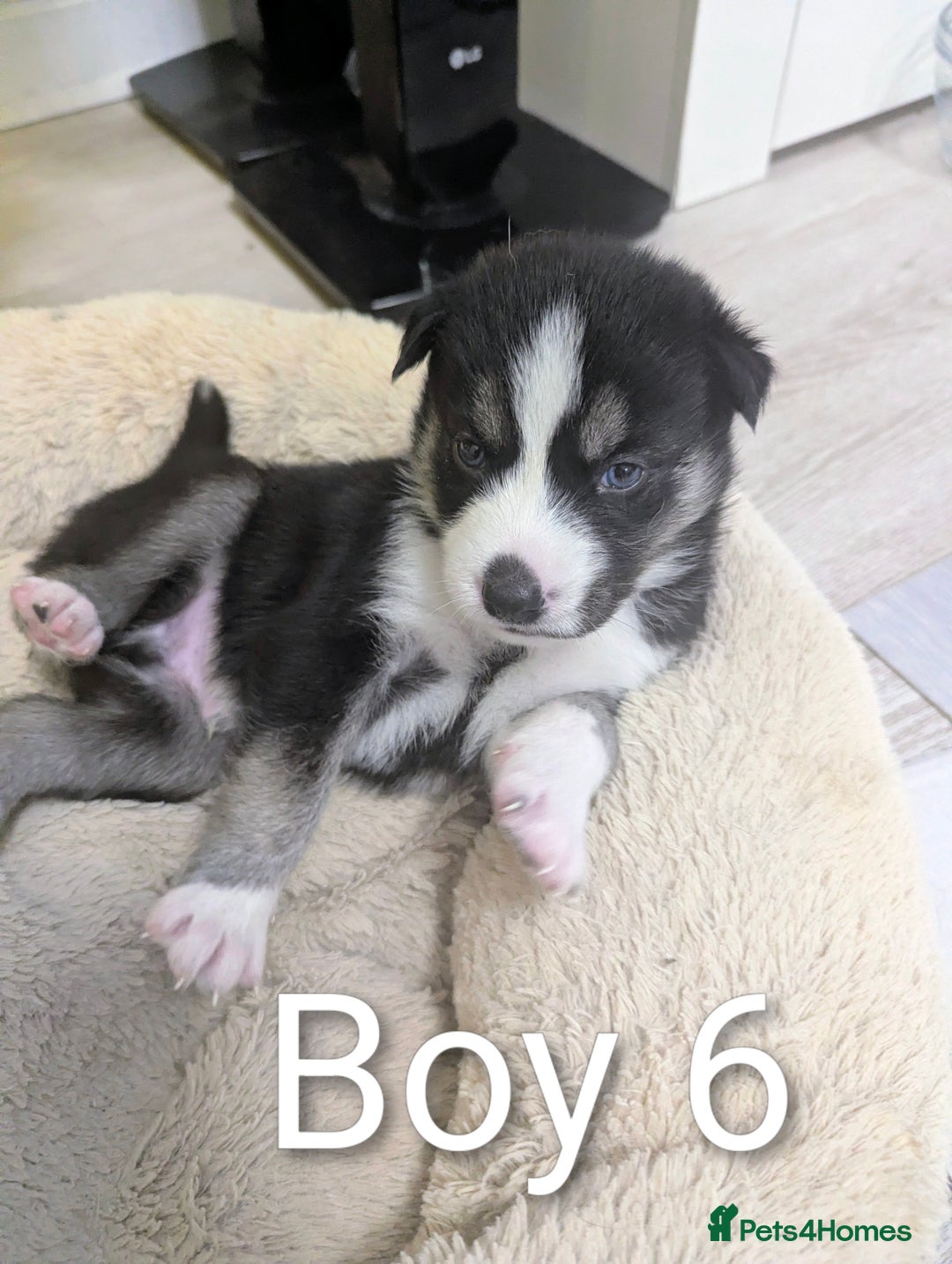 Siberian Husky dogs for sale: Stunning Siberian Husky Puppies for Sale 🐾 - Advert 6