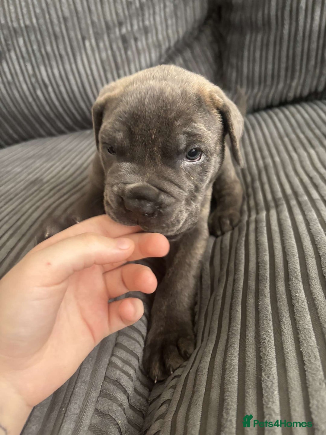 Cane Corso dogs for sale: 5 beautiful cane corso puppies nearly ready to go  - Image 9