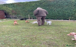 Cocker Spaniel dogs for sale: Working cocker spaniels puppies  - Image 20