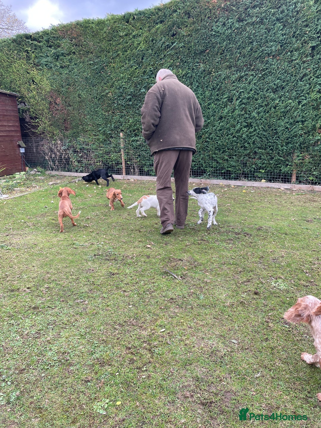 Cocker Spaniel dogs for sale: Working cocker spaniels puppies  - Image 20
