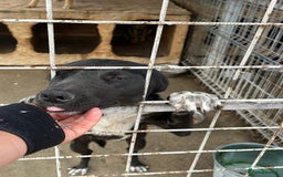 Mixed Breed dogs for adoption: Bethany -Norwich Norfolk  - Image 14