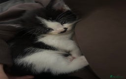 Domestic Shorthair cats for sale: 5 fluffy kittens  - Image 2