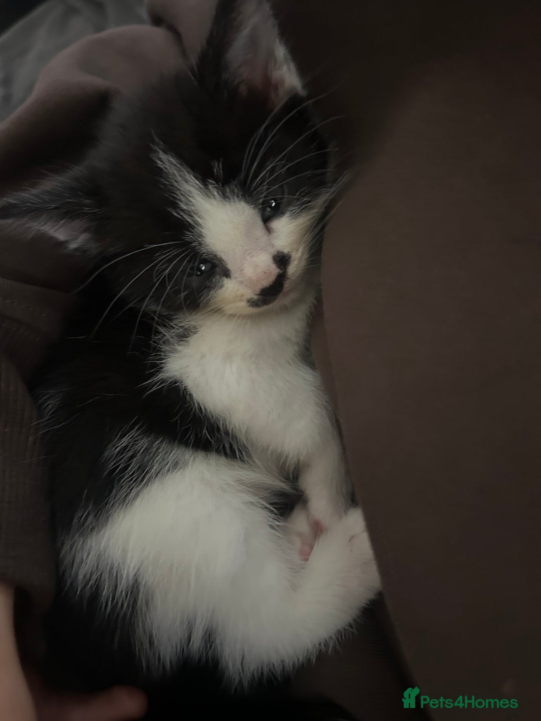 Domestic Shorthair cats for sale: 5 fluffy kittens  - Image 2