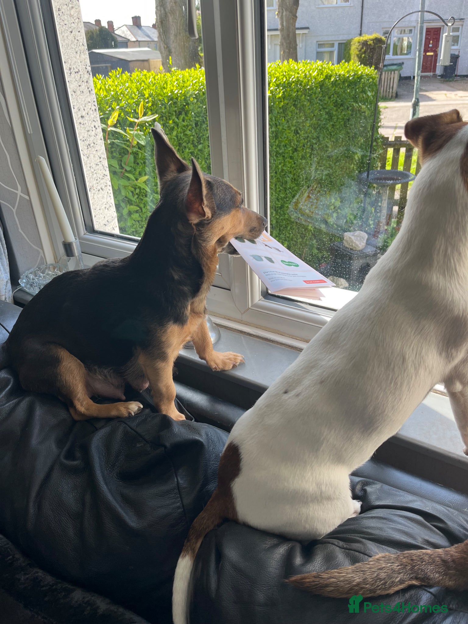 Jack Russell dogs Beautiful boy bear - Advert 3