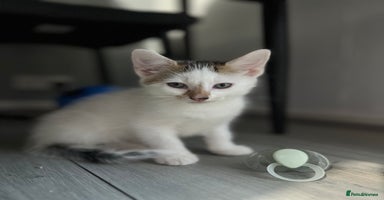 Domestic Shorthair cats - Advert 11