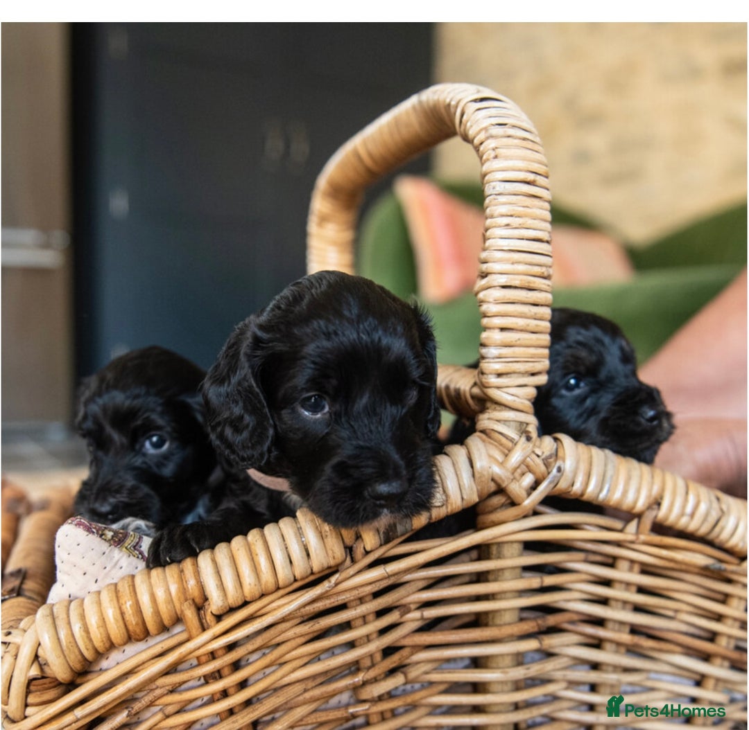 Cockapoo dogs for sale: BLACK COCKAPOOS - Image 5