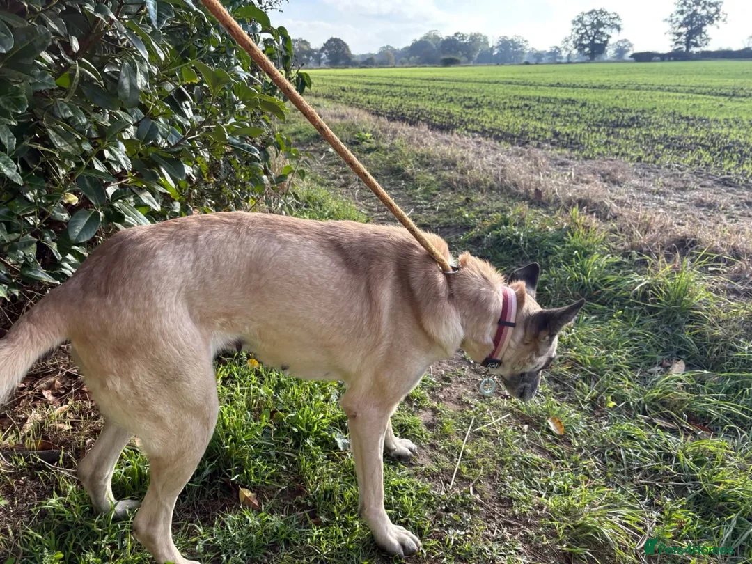 Mixed Breed dogs for adoption: Asha - Norwich Norfolk  - Advert 13