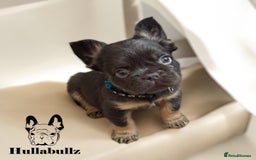 French Bulldog dogs for sale: **READY NOW - 1 Boy Left! Reduced** - Image 19