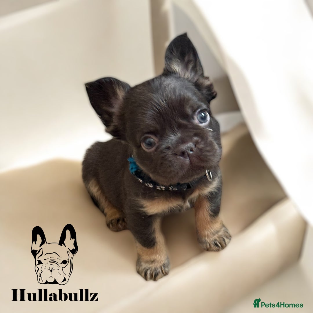 French Bulldog dogs for sale: **READY NOW - 1 Boy Left! Reduced** - Image 19