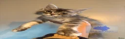 Maine Coon cats for sale: Stunning TICA registered Maine coon female kitten - Advert 6