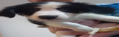 Stripe